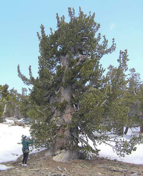 Очень старое дерево P. flexilis на горе San Jacinto, California. Высота 9 м, диаметр ствола 150 см, возраст – около 1 300 лет. 